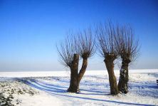 pollard willow at sea.jpg